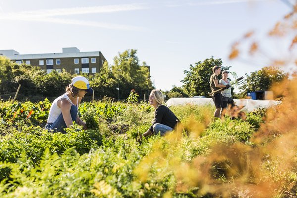 Människor odlar i stadsmiljö. Foto.